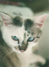 �}�}�̂��Ƃ�