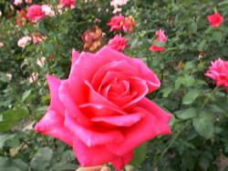 �ꏊ�F��� '70��������, �B�e�� :Nakany, ���t�F1997/06/01 �J�����FFuji DS-7 