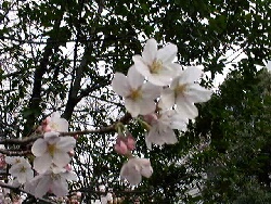 �ꏊ�F���{���c�s, �B�e�� :Nakany, ���t�F1998/03/28 �J�����FFuji DS-7 