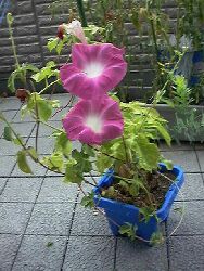 �ꏊ�F����, �B�e�� :Nakany, ���t�F2000/08/13 �J�����FFuji DS-7 