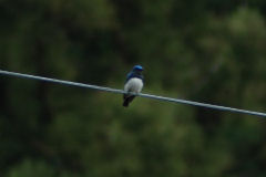 II