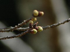 ӂݎn߂Q