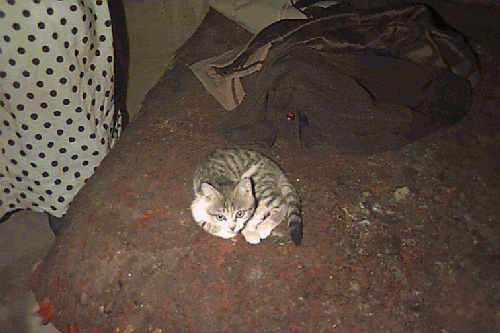 �����ȔL���ѕz�̏�ɂ���