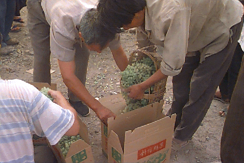 �j�B���u�h�E�𔠂ɋl�߂Ă���