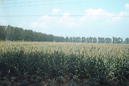 �c�����i