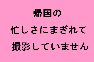 �ʐ^�͂���܂���