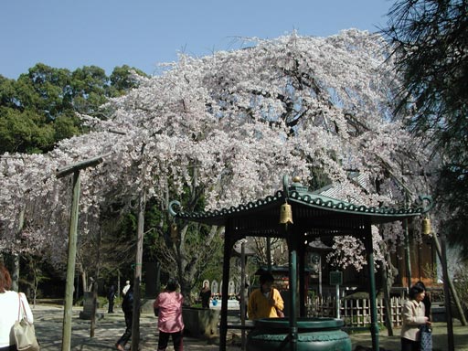 しだれ桜全景