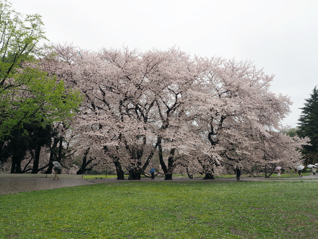 砧公園