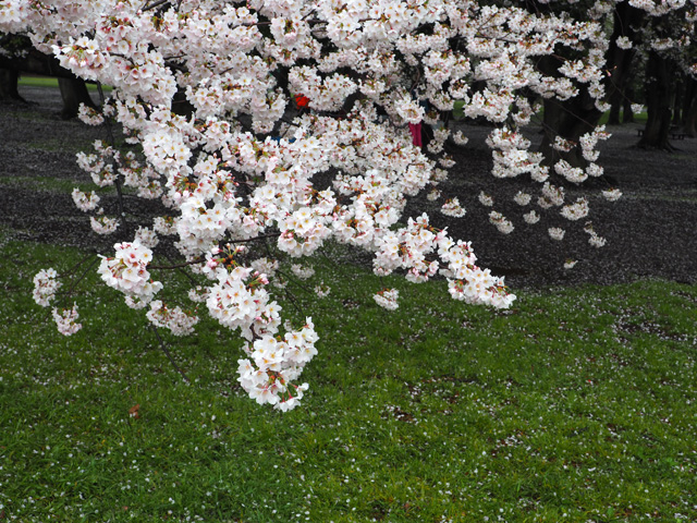 砧公園