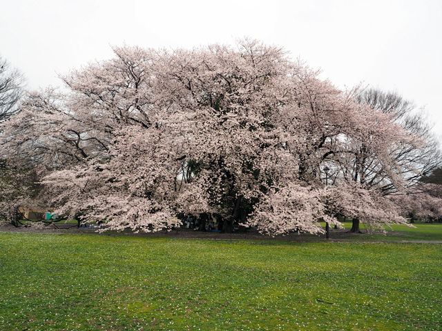 砧公園