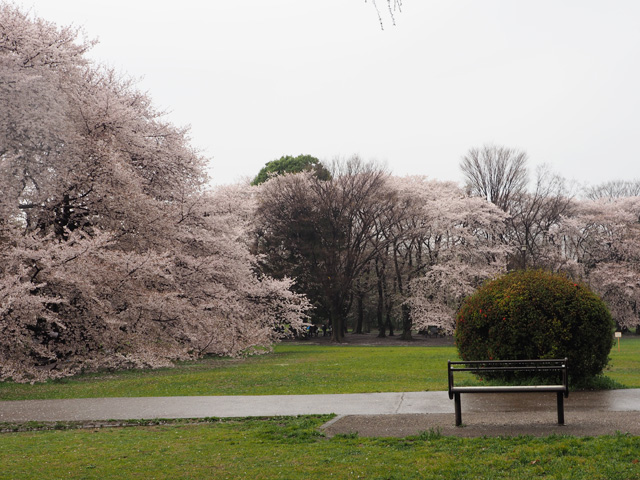 砧公園