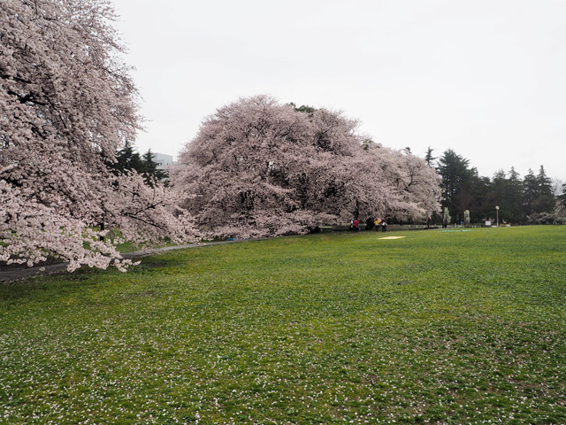砧公園