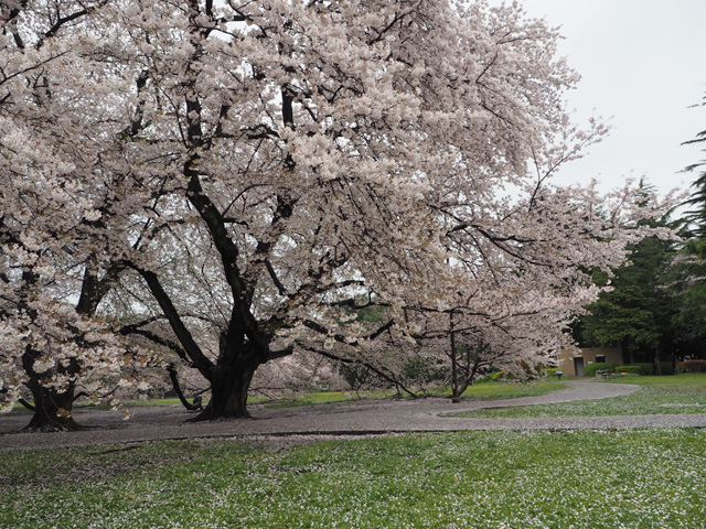 砧公園
