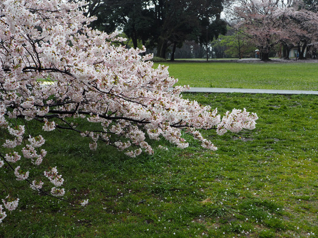 砧公園