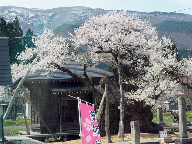 薬師堂の桜