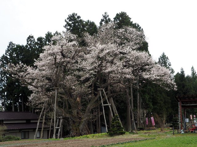 草岡の大明神サクラ