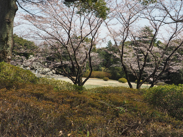 昭和記念公園