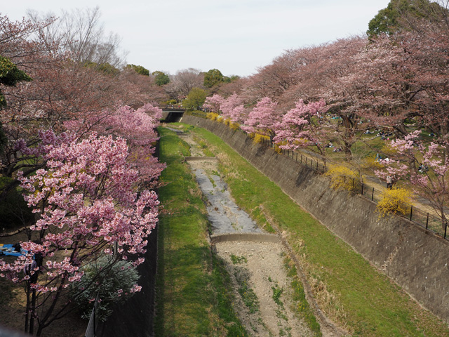 昭和記念公園