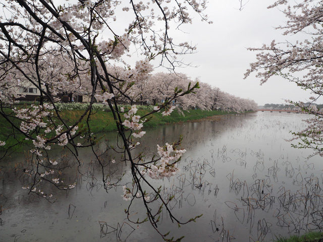 高田公園外堀