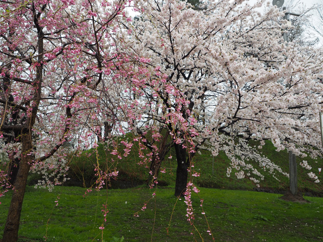 満開の高田公園