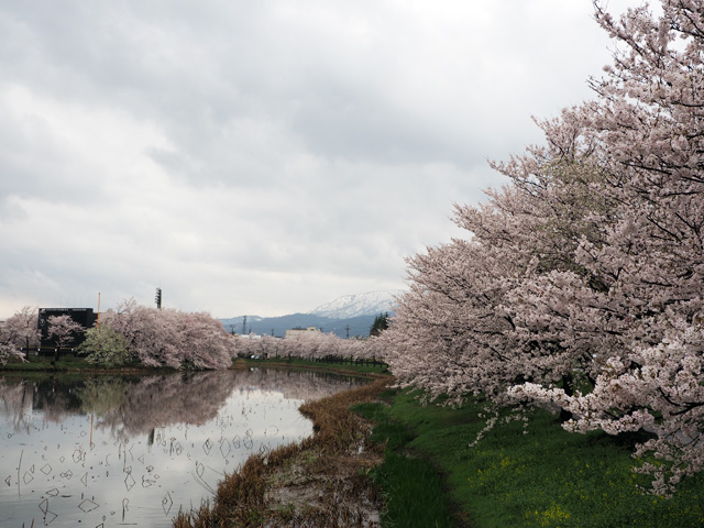 雪の妙高連山と桜