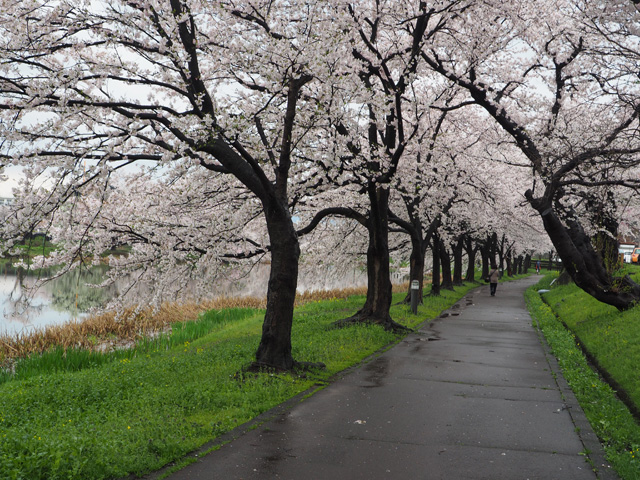 駐車場横の桜並木