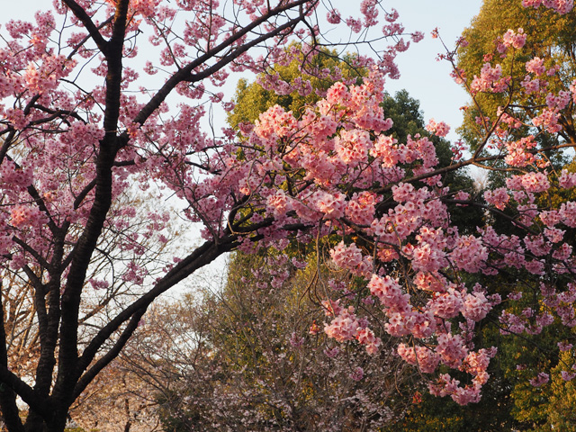 上野公園