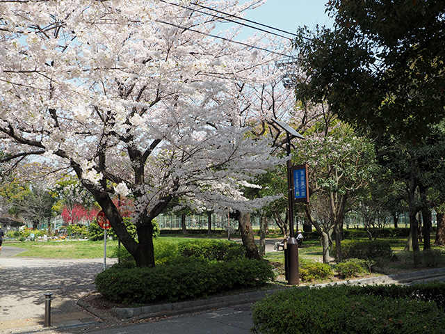 東綾瀬公園