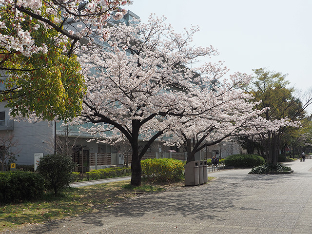 東綾瀬公園