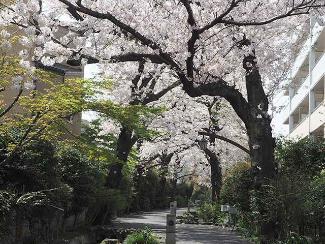 東綾瀬公園