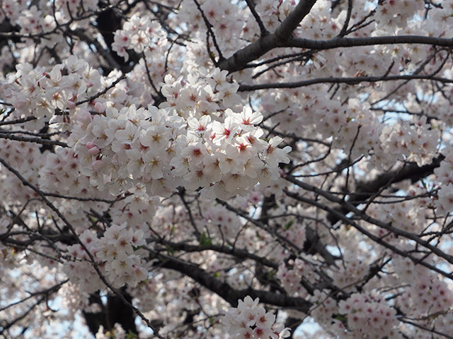 東綾瀬公園