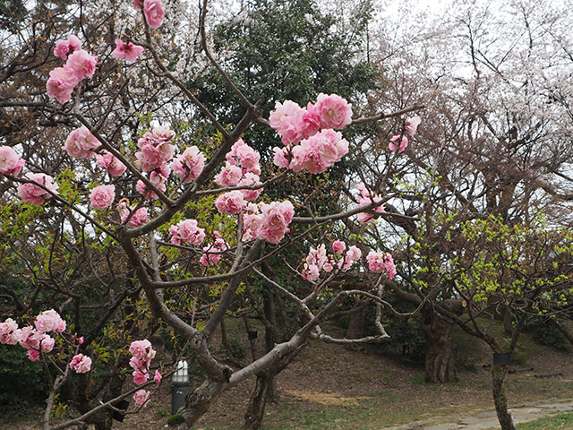 高岡古城公園