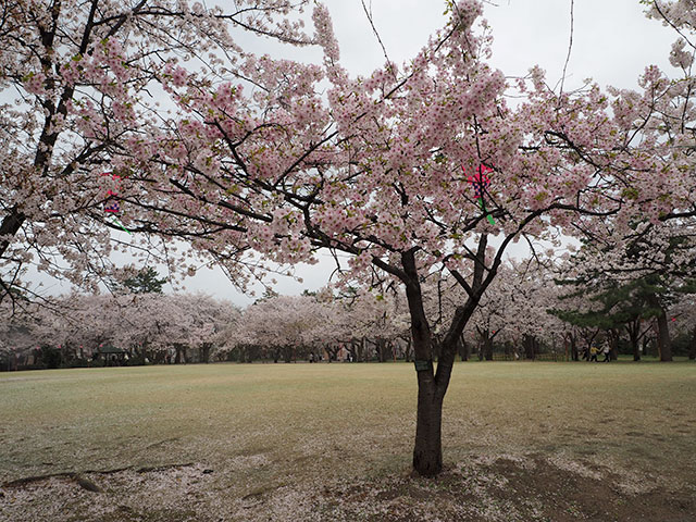 高岡古城公園