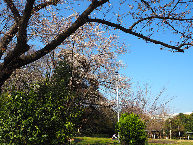 辰巳の森緑道公園