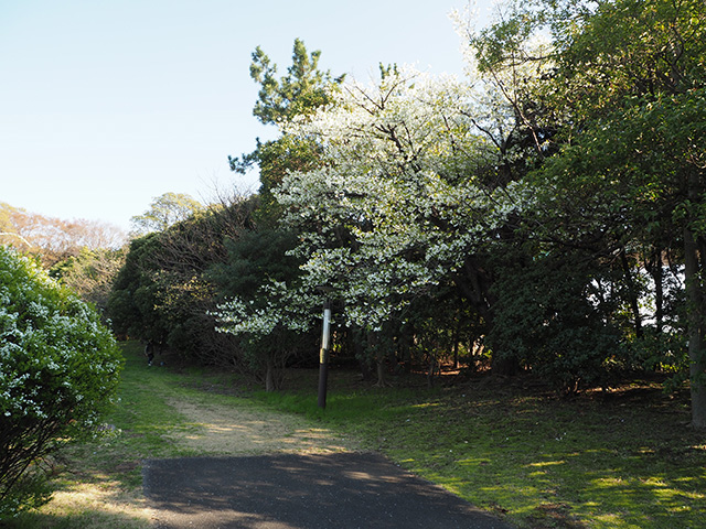 辰巳の森緑道公園