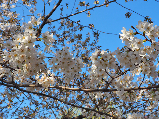 辰巳の森緑道公園
