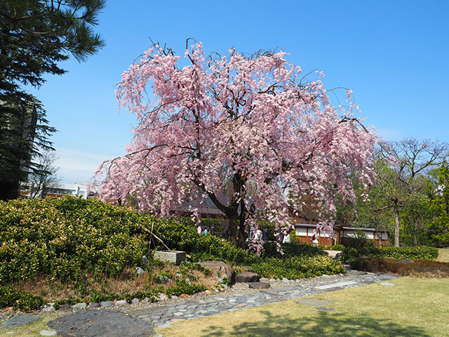 富山城址公園