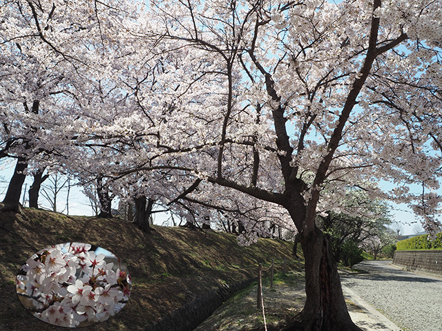開成山公園