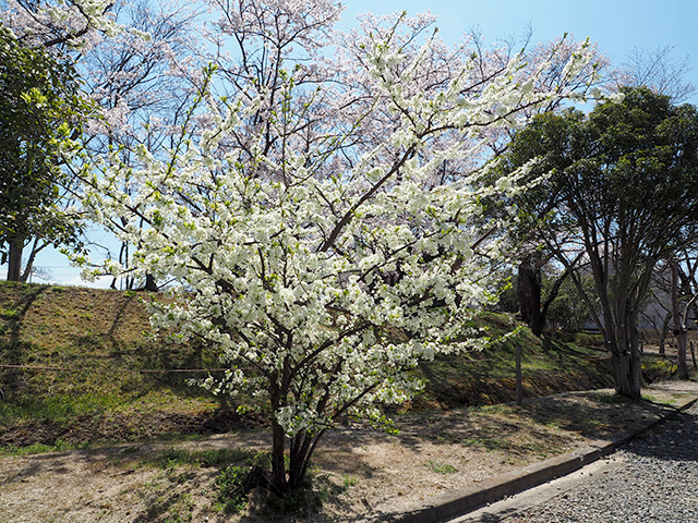 開成山公園
