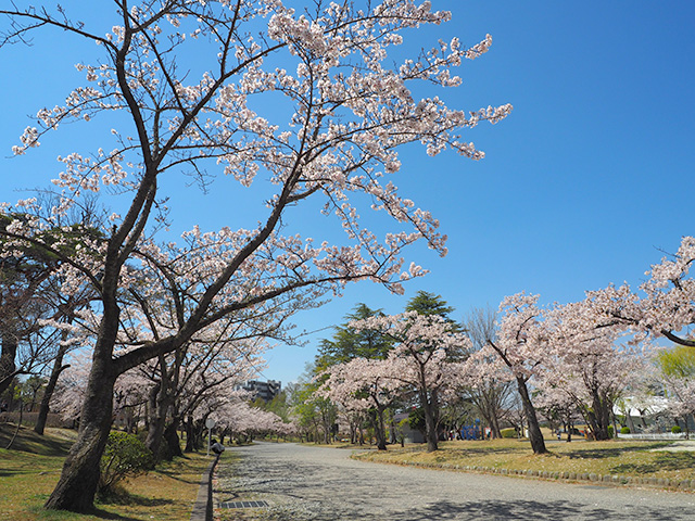 開成山公園