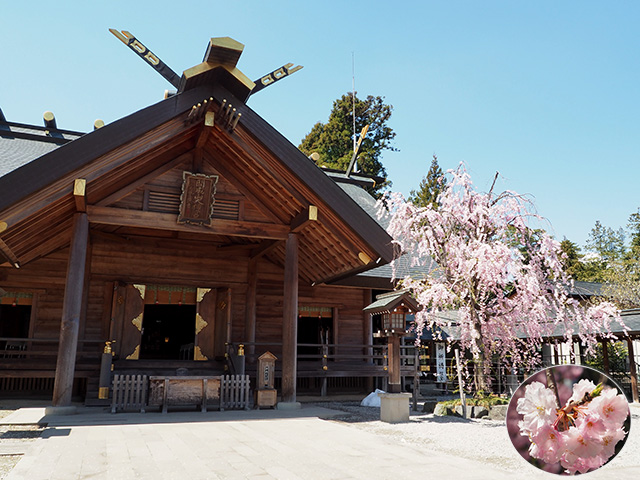 大神宮八重枝垂れ