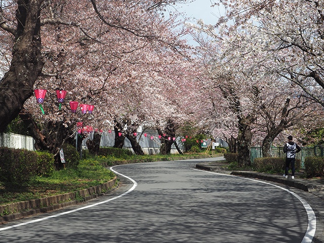 国立遺伝学研究所通りの桜並木