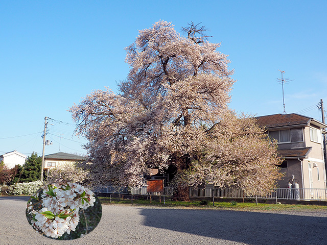 さいはら桜