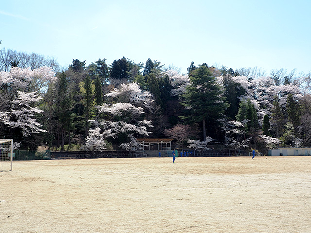 安積中学のさくら