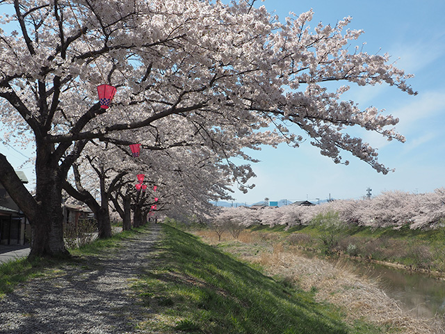 笹原川1000本桜