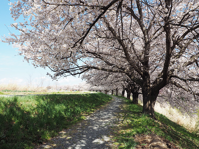 笹原川1000本桜