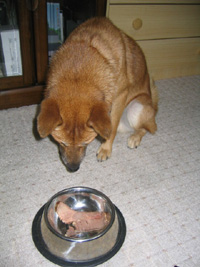 ホンットーに、食べていいの？