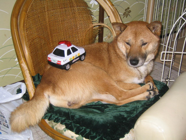 この微妙な顔が、ステキ。