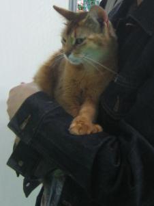 さすが猫派だけあって、ゆずぴょんは猫抱っこするのが上手いな