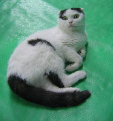 目がまん丸で可愛いン。(^^)